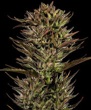 Thin Mint x Sour Pinot Auto Strain